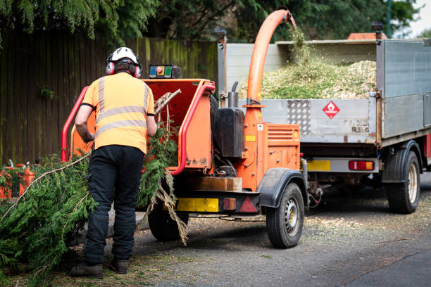 Best Large Tree Removal  in Ridgeway, AK